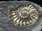 Pyritized Pleuroceras Ammonite - Germany #9039-1
